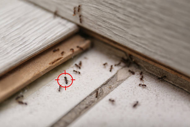 Best Wasp Removal Services  in Pepper Pike, OH
