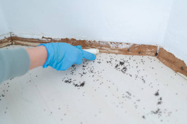 Best Flea Control Services  in Pepper Pike, OH